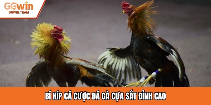 Bí kíp cá cược đá gà cựa sắt đỉnh cao