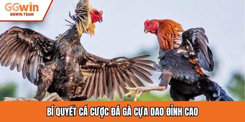Bí quyết cá cược đá gà cựa dao đỉnh cao