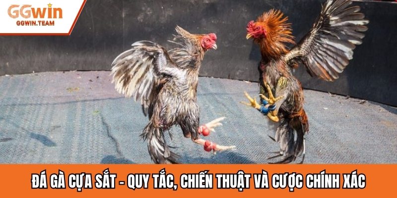 Đá Gà Cựa Sắt