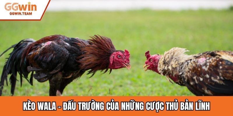 Kèo Wala – Đấu trường của những cược thủ bản lĩnh