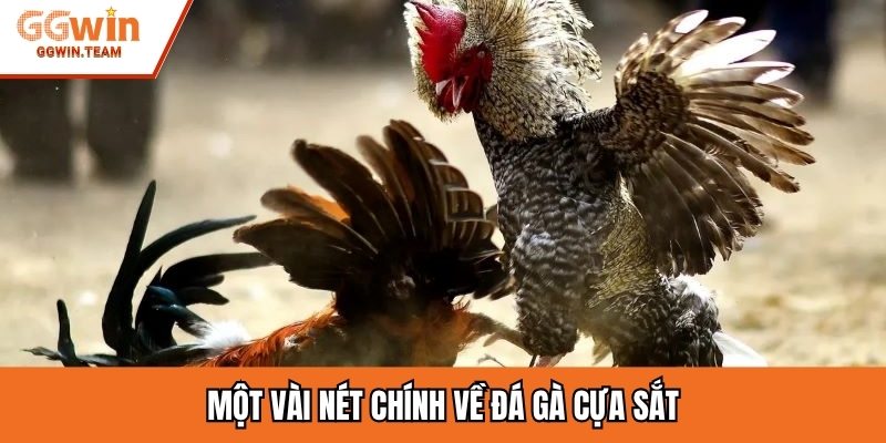 Một vài nét chính về đá gà cựa sắt