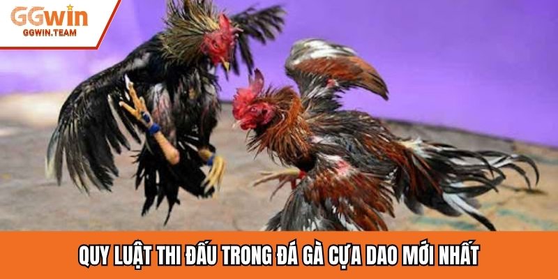 Quy luật thi đấu trong đá gà cựa dao mới nhất