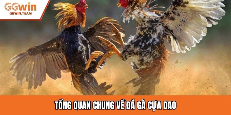 Tổng quan chung về đá gà cựa dao